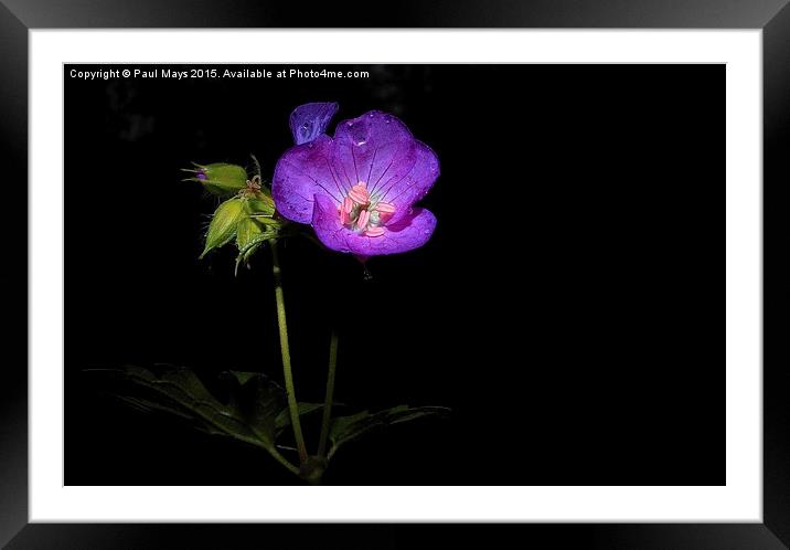Wildflower on Black Framed Mounted Print by Paul Mays