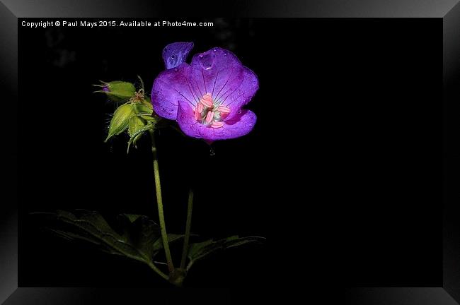 Wildflower on Black Framed Print by Paul Mays