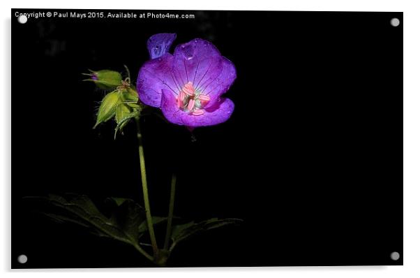 Wildflower on Black Acrylic by Paul Mays