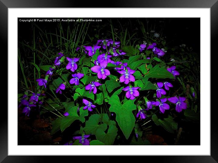  Common blue violet, viola sororia Framed Mounted Print by Paul Mays