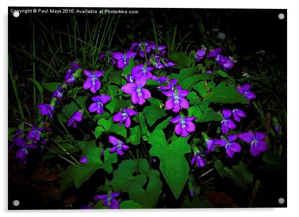  Common blue violet, viola sororia Acrylic by Paul Mays