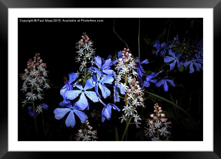  White & Blue Framed Mounted Print by Paul Mays