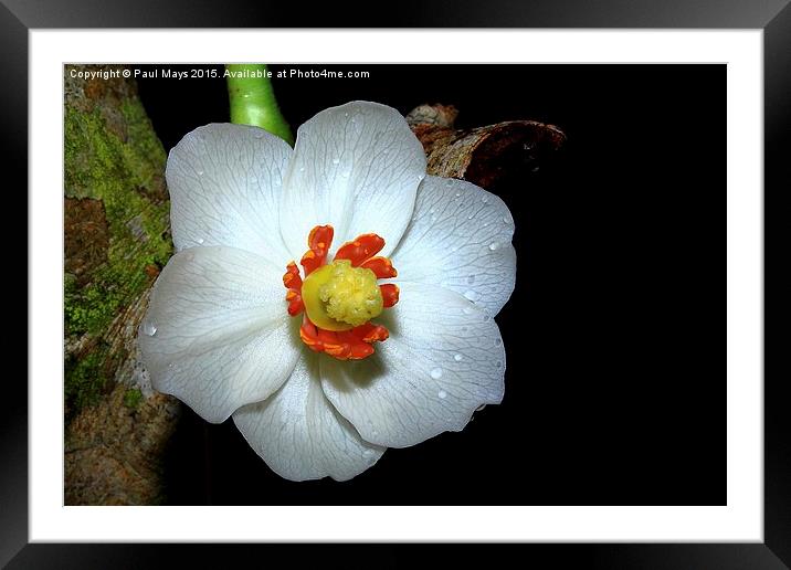 Wild Flower in White on Black Framed Mounted Print by Paul Mays