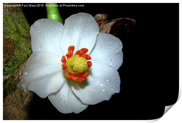 Wild Flower in White on Black Print by Paul Mays