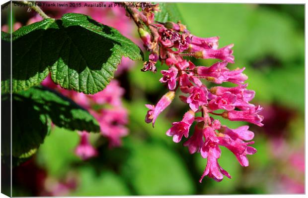  Beautiful redcurrant in full bloom in Spring. Canvas Print by Frank Irwin