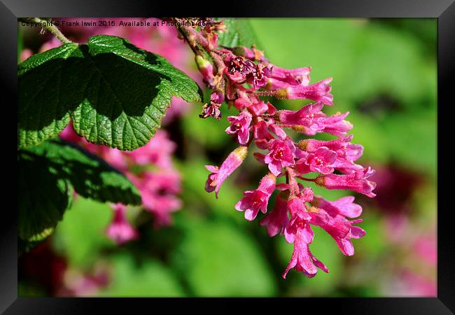  Beautiful redcurrant in full bloom in Spring. Framed Print by Frank Irwin