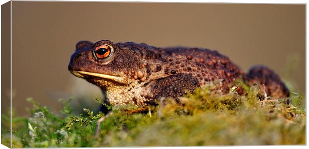  Toad Canvas Print by Macrae Images