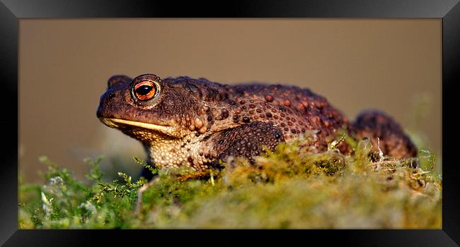   Toad Framed Print by Macrae Images