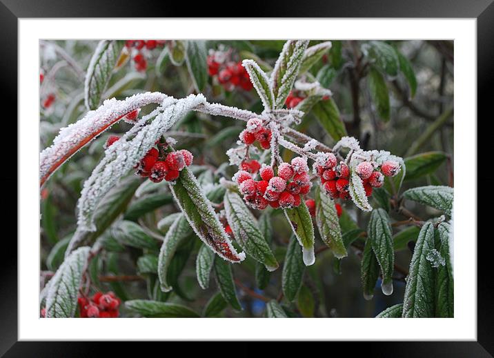 Icy Berries Framed Mounted Print by Karen Martin