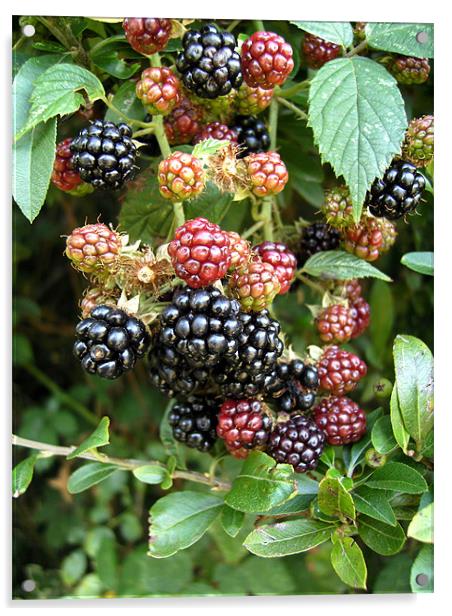 Wild blackberries Acrylic by Chris Day