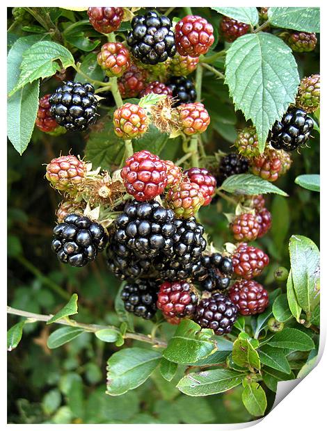 Wild blackberries Print by Chris Day