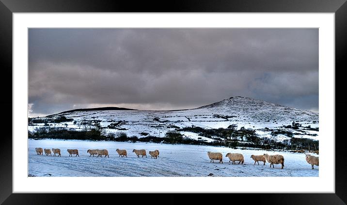 Sheep Trail Framed Mounted Print by Mark Robson