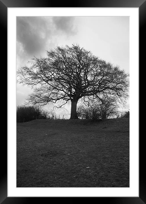 Tree in Black and White Framed Mounted Print by David Moate