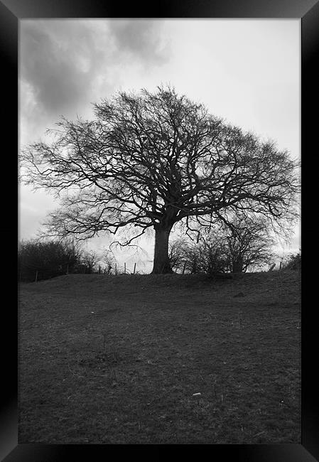 Tree in Black and White Framed Print by David Moate