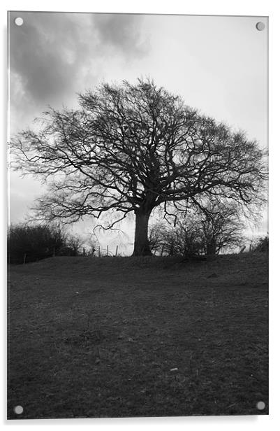 Tree in Black and White Acrylic by David Moate