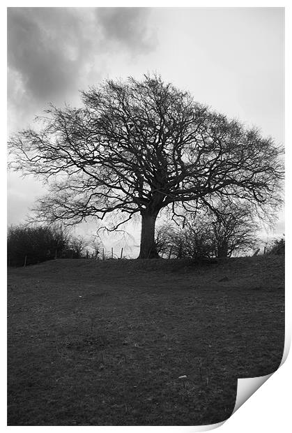 Tree in Black and White Print by David Moate