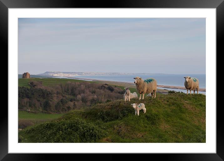  Sheep at the top of Abbotsbury Hill Framed Mounted Print by Paul Brewer