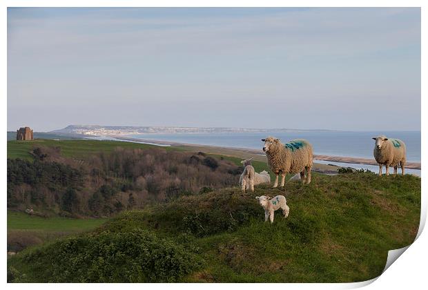  Sheep at the top of Abbotsbury Hill Print by Paul Brewer