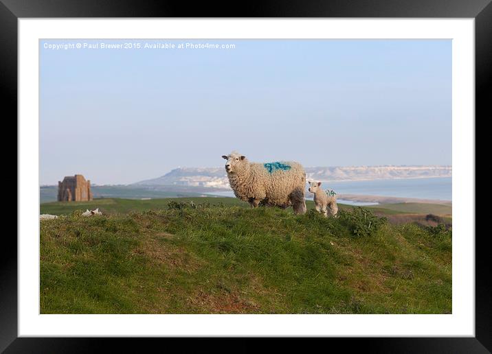 Sheep above St Catherines Chapel  Framed Mounted Print by Paul Brewer
