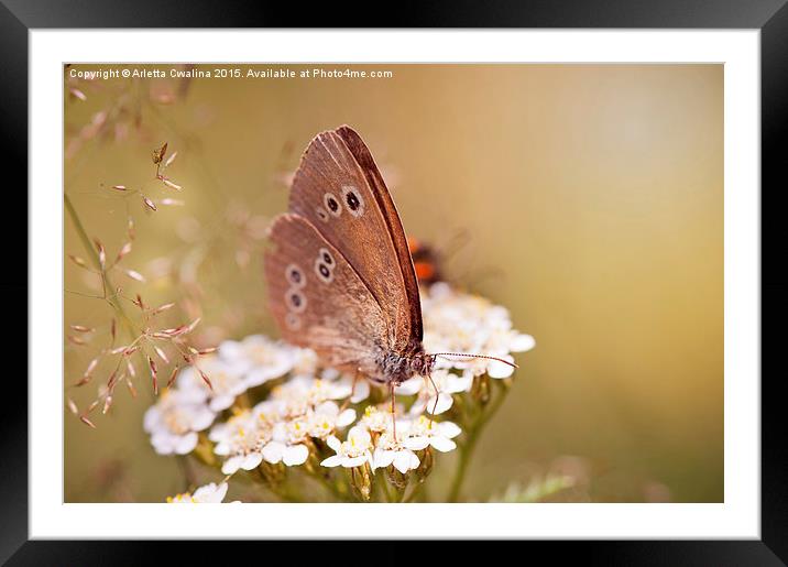Aphantopus hyperantus or Ringlet brown butterfly  Framed Mounted Print by Arletta Cwalina