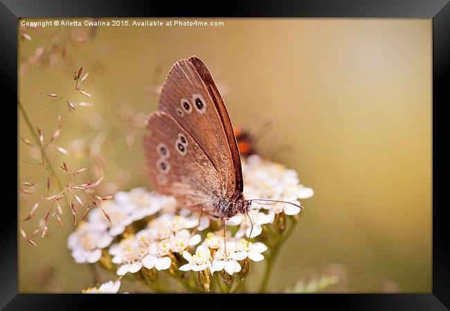 Aphantopus hyperantus or Ringlet brown butterfly  Framed Print by Arletta Cwalina