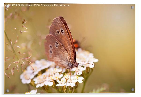 Aphantopus hyperantus or Ringlet brown butterfly  Acrylic by Arletta Cwalina