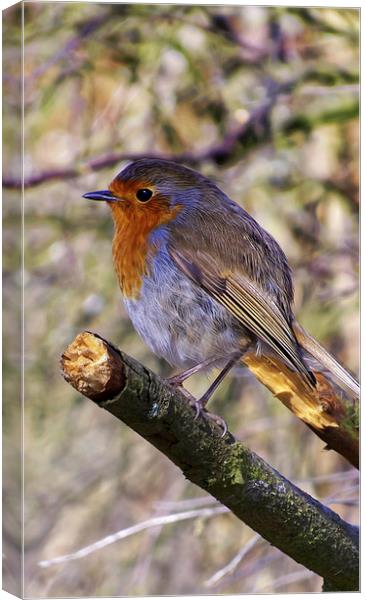  Robin of the Wood Canvas Print by Fraser Hetherington
