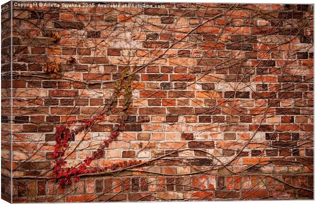 ivy hedge climber on wall Canvas Print by Arletta Cwalina