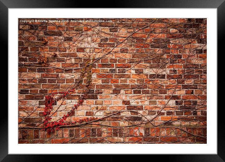 ivy hedge climber on wall Framed Mounted Print by Arletta Cwalina