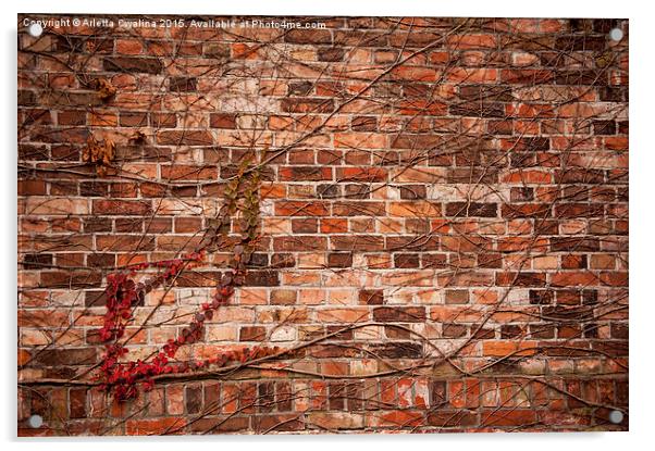 ivy hedge climber on wall Acrylic by Arletta Cwalina