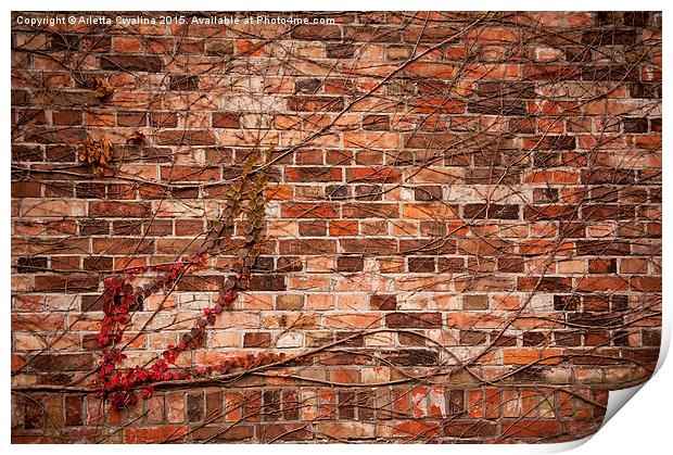 ivy hedge climber on wall Print by Arletta Cwalina