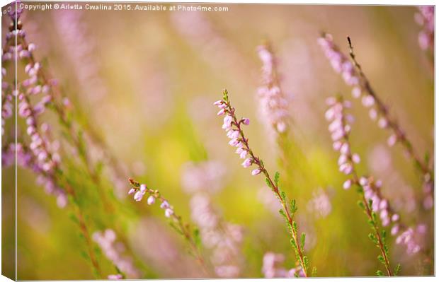 Soft focus of pink heather macro  Canvas Print by Arletta Cwalina