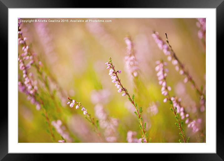 Soft focus of pink heather macro  Framed Mounted Print by Arletta Cwalina