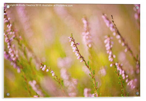 Soft focus of pink heather macro  Acrylic by Arletta Cwalina