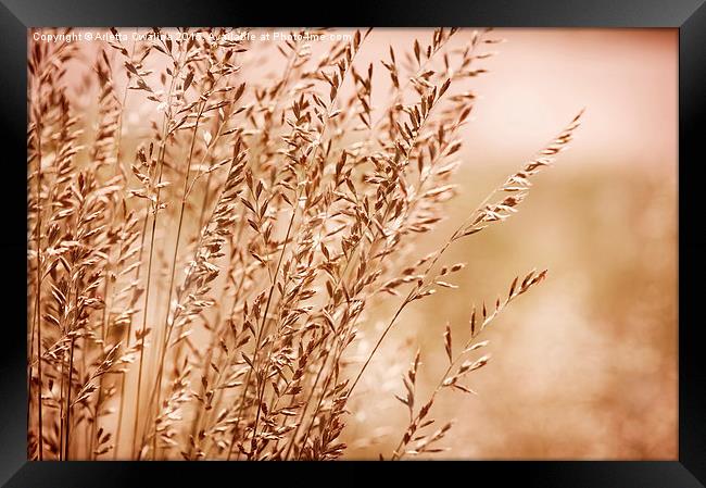 Bunch of sepia toned grass inflorescence  Framed Print by Arletta Cwalina
