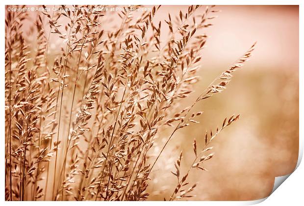 Bunch of sepia toned grass inflorescence  Print by Arletta Cwalina