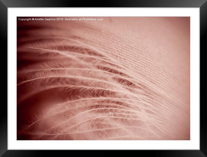 closeup of sepia feather on red background  Framed Mounted Print by Arletta Cwalina