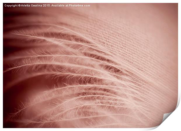 closeup of sepia feather on red background  Print by Arletta Cwalina