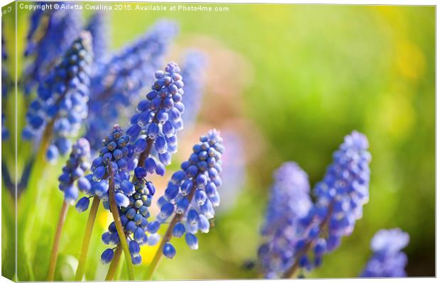 Blue Muscari Mill flowers close-up in the spring  Canvas Print by Arletta Cwalina
