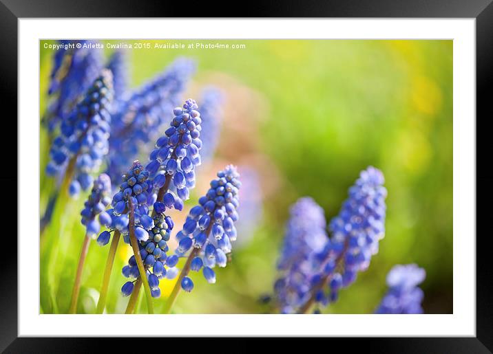 Blue Muscari Mill flowers close-up in the spring  Framed Mounted Print by Arletta Cwalina