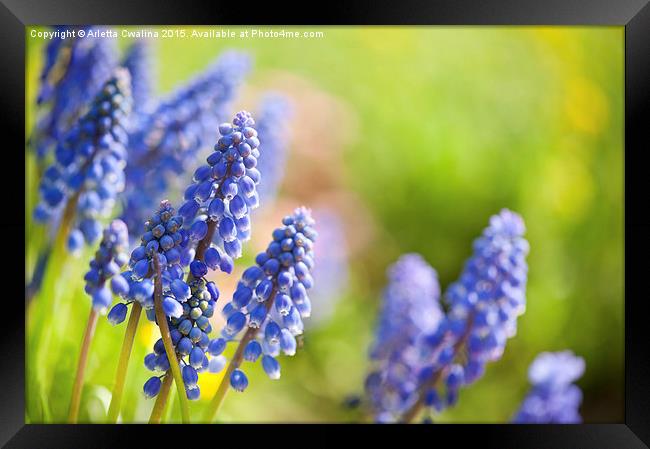Blue Muscari Mill flowers close-up in the spring  Framed Print by Arletta Cwalina