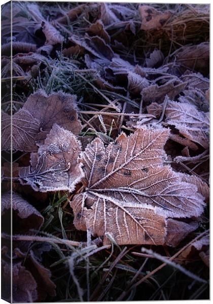 Frosty Leaves Canvas Print by Ann Garrett