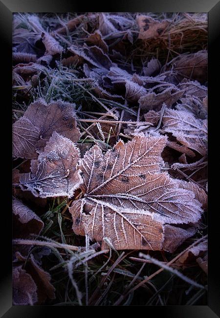 Frosty Leaves Framed Print by Ann Garrett