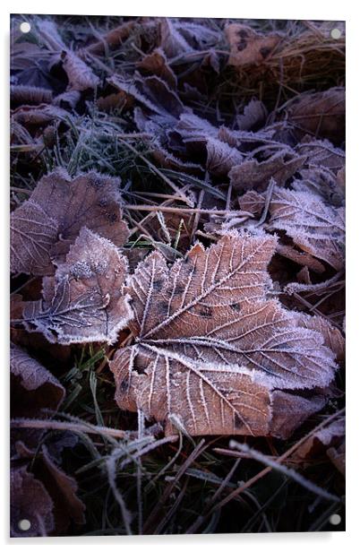 Frosty Leaves Acrylic by Ann Garrett