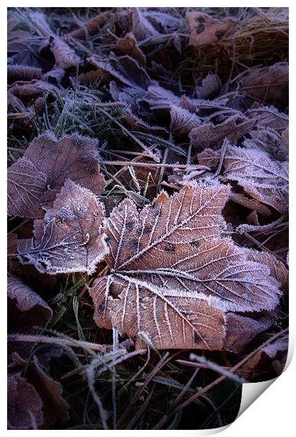 Frosty Leaves Print by Ann Garrett