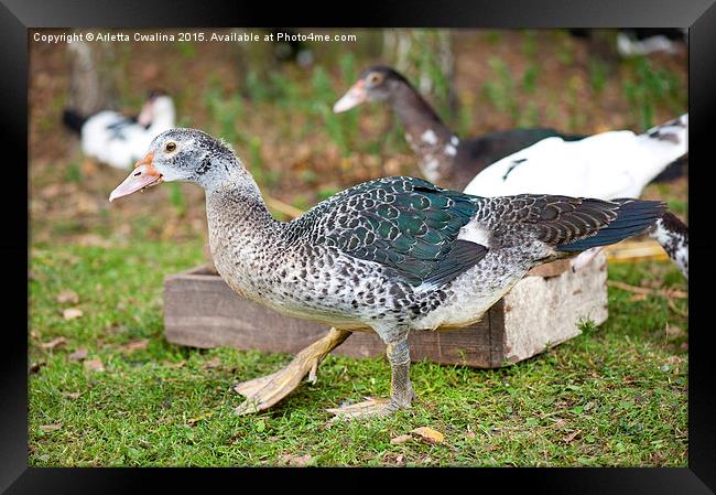 Muscovy Duck birds walking on grass  Framed Print by Arletta Cwalina