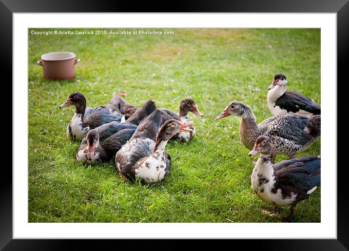 Muscovy Duck or Cairina moschata brace quacking  Framed Mounted Print by Arletta Cwalina