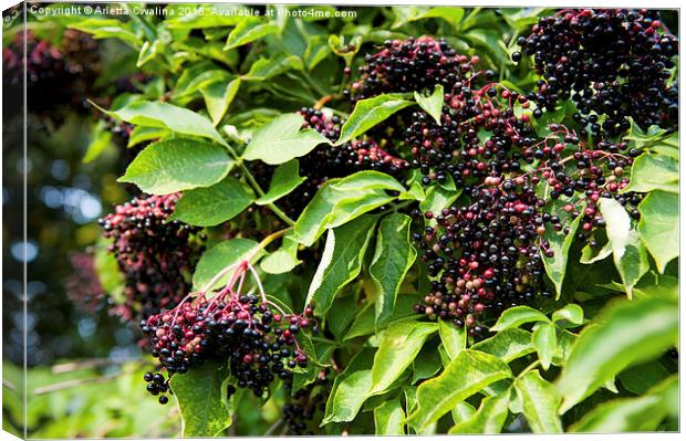 Elderberry fruits fresh clusters on plant  Canvas Print by Arletta Cwalina