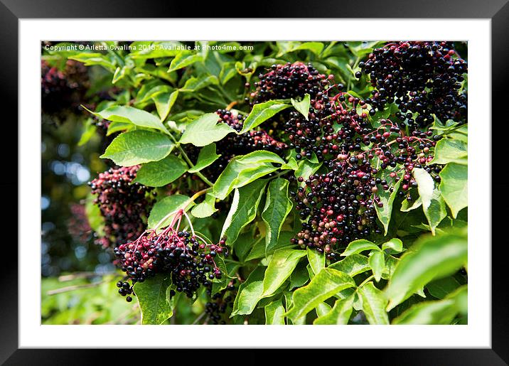 Elderberry fruits fresh clusters on plant  Framed Mounted Print by Arletta Cwalina