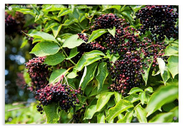 Elderberry fruits fresh clusters on plant  Acrylic by Arletta Cwalina